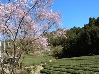 2011-04-04 14:38:39